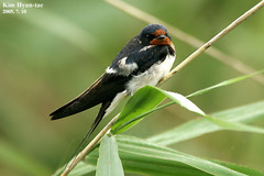 Hirundo rustica gutturalis