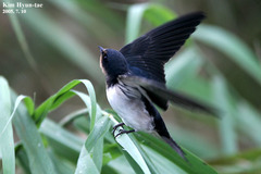 Hirundo rustica gutturalis