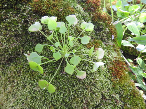 Claytonia perfoliata