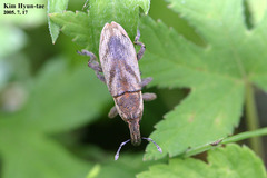Lixus acutipennis