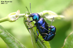 Chrysochus chinensis