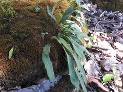 Pleopeltis polylepis