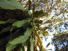 Pleopeltis polylepis