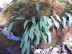 Pleopeltis polylepis