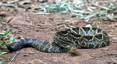 Crotalus durissus