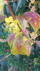 Forsythia × intermedia