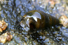 Semisulcospira libertina