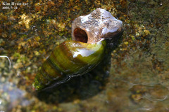 Semisulcospira libertina