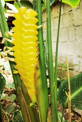 Calathea crotalifera image