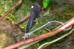 Calopteryx japonica