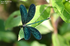 Calopteryx japonica