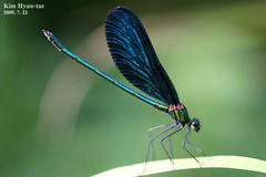 Calopteryx japonica