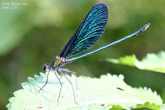 Calopteryx japonica