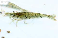 Neocaridina