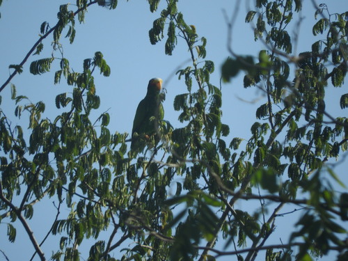Yucatan Amazon (Amazona xantholora), photo 8