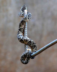 Bothrops jararacussu
