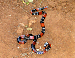 Micrurus altirostris