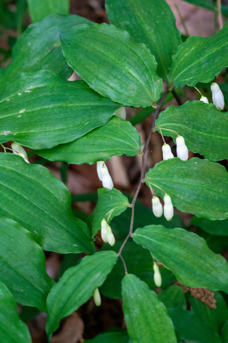 Image of Polygonatum lasianthum by (c) WATANABE Hitoshi 渡辺仁, some rights reserved (CC BY)