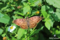 Anastrus sempiternus sempiternus