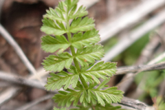 Chaerophyllum eriopodum