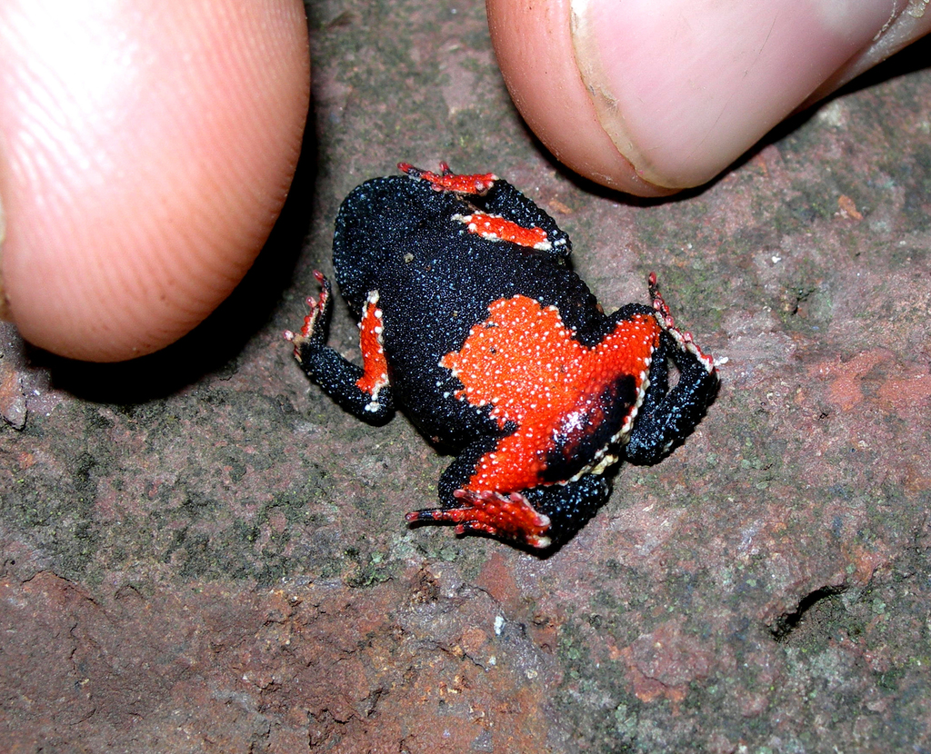 Rivera Redbelly Toad (Melanophryniscus devincenzii)