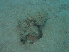 Scorpaenopsis macrochir