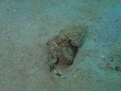 Scorpaenopsis macrochir