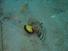 Scorpaenopsis macrochir