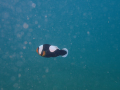 Amphiprion polymnus