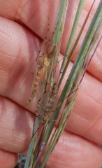 Chironomus crassicaudatus