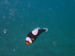 Amphiprion polymnus