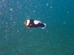 Amphiprion polymnus