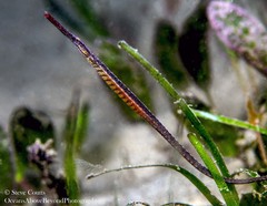 Black Pipefish photo 4