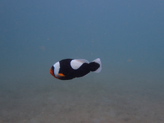 Amphiprion polymnus