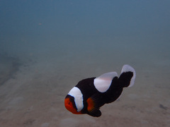 Amphiprion polymnus