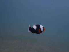 Amphiprion polymnus