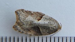 Acleris maccana