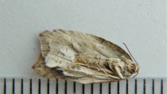 Acleris maccana