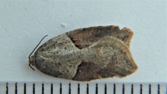 Acleris maccana