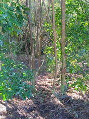 Melicytus ramiflorus ramiflorus