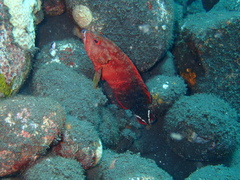 Cephalopholis urodeta