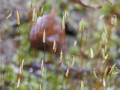 Rosulabryum subtomentosum
