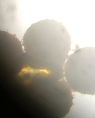 Dianthus caryophyllus