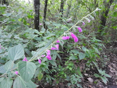 Salvia curviflora