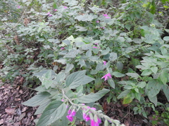 Salvia curviflora