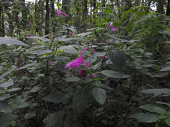 Salvia curviflora