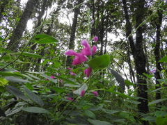 Salvia curviflora