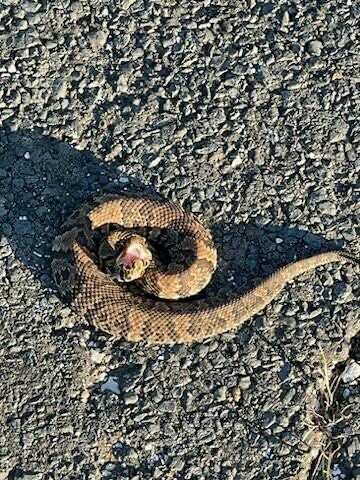 Northern Cottonmouth from 6501 Memorial Dr, Houston, TX 77007, USA on