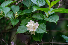 Weigela coraeensis, photograph (c) WATANABE Hitoshi 渡辺仁, some rights reserved (CC BY)