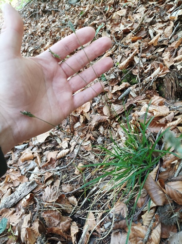 Sesleria albicans, photograph 4